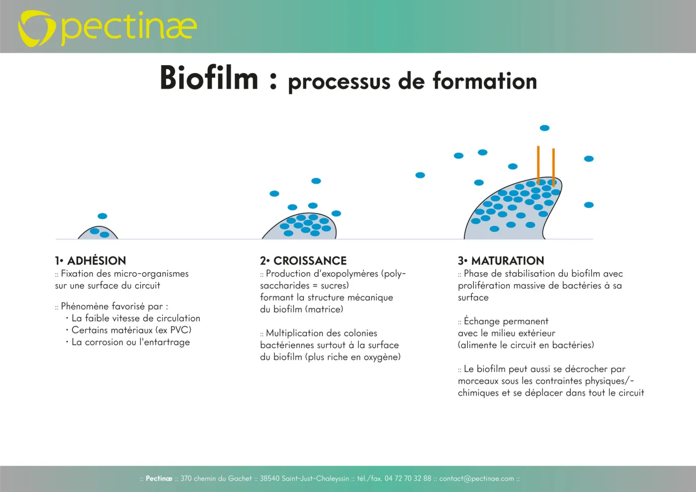 biofilm